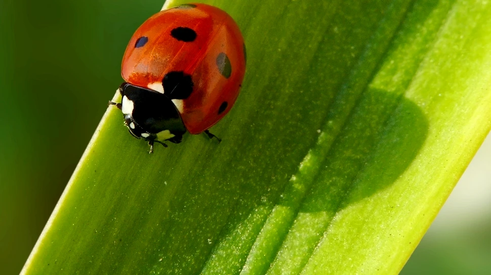 Legătura dintre buburuze şi Fecioara Maria