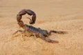 Cercetătorii au scos la iveală secretul metalic al scorpionilor