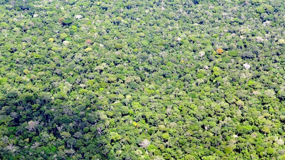 Ce este “biodiversitatea neagră”? Cercetătorii au dat răspunsuri la două întrebări puse cu multă vreme în urmă