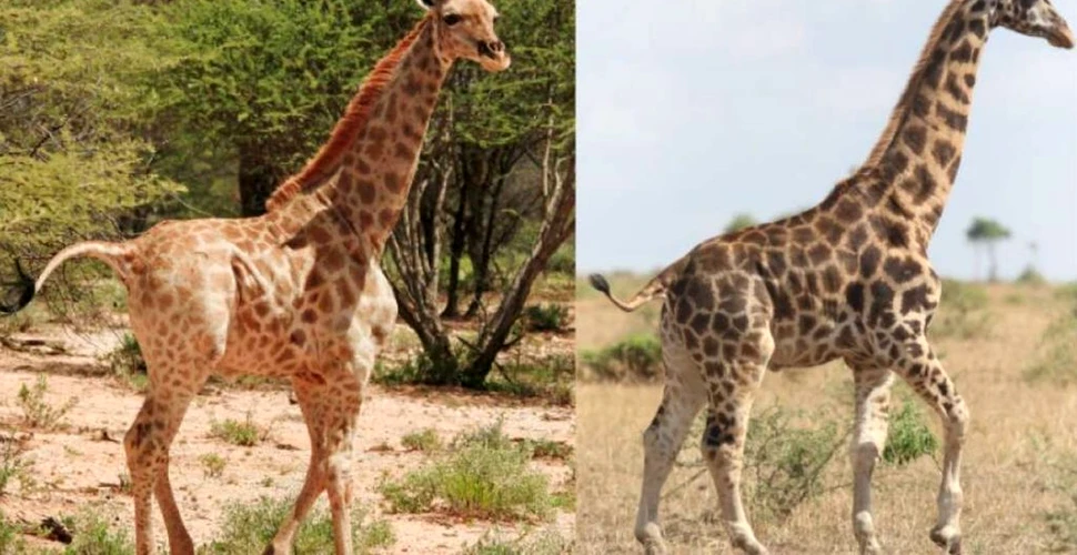 Girafe pitice, găsite pentru prima dată în sălbăticie