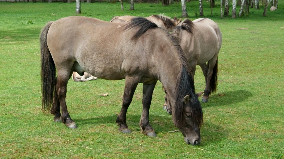Tarpanii – caii sălbatici ai strămoşilor noştri