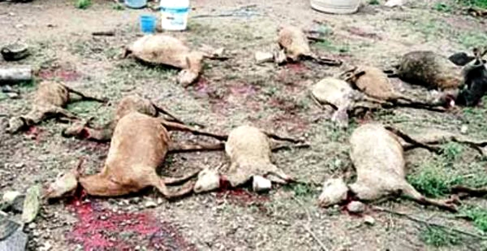 Chupacabra? 300 de capre au fost macelarite misterios in Mexic