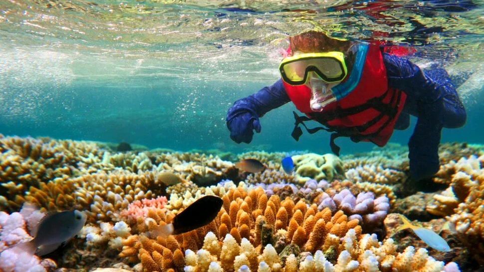 Marea Barieră de Corali arată semne de revenire