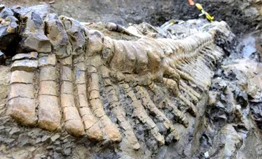 Descoperire rară: arheologii au dezgropat o coadă de dinozaur intactă (Foto/Video)