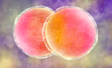 Celulele pielii umane au fost folosite pentru a crea ovule fertilizabile