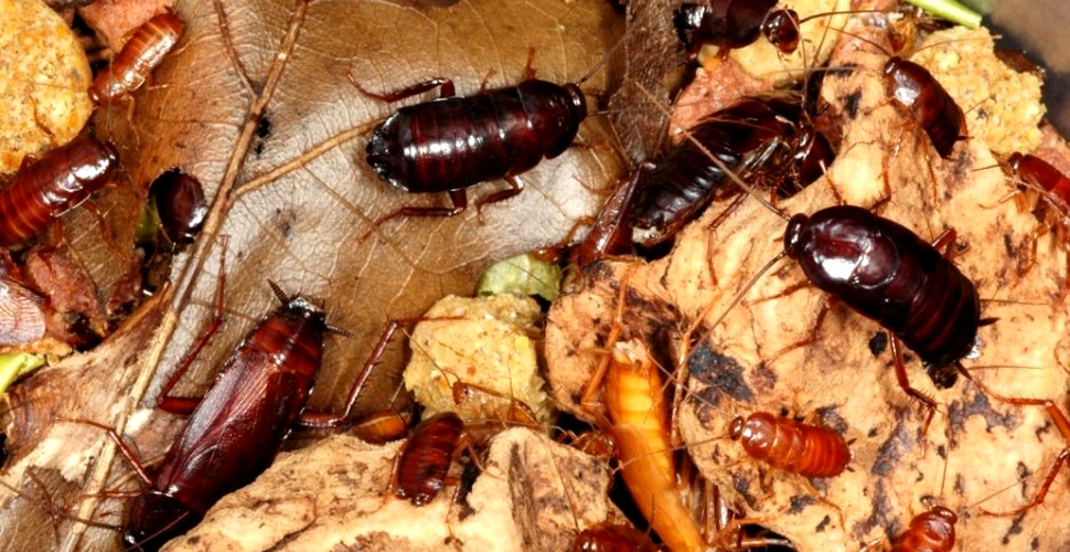 Gândacii de bucătărie – marii supravieţuitori: 5 motive pentru care aceste fiinţe ar rezista pe planetă mai mult decât specia umană