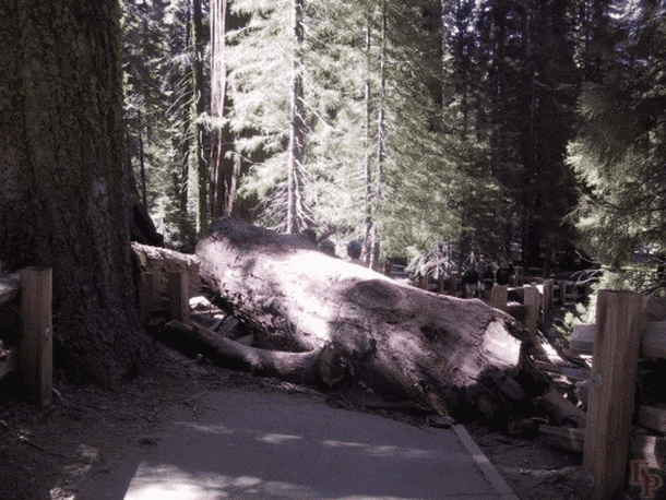 Incidentul din 2006, când o ramură a Generalului s-a rupt/ Foto Credit: Sequoai National Park