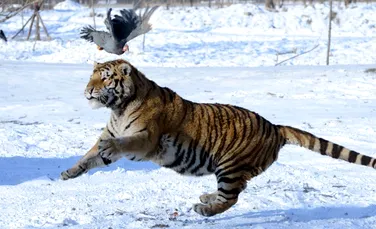 Tigrii siberieni se întorc după mai bine de 70 de ani în China. Primele imagini video