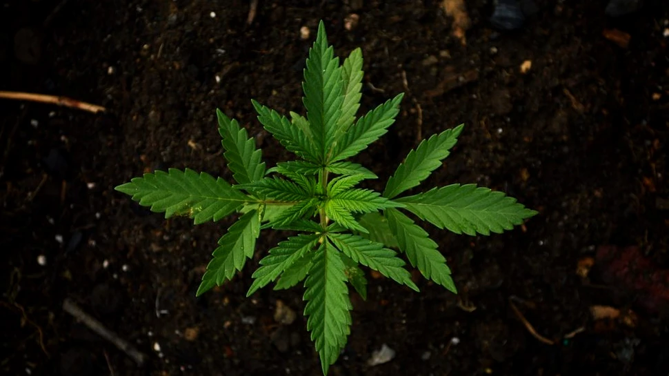 Legalizarea marijuanei împiedică scăderea consumului în cazul adolescenților