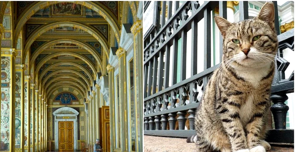 Unul dintre cele mai vechi şi mai grandioase muzee din lume are ”angajate” 74 de pisici. Totul a pornit de la împărăteasa Ecaterina a-II-a