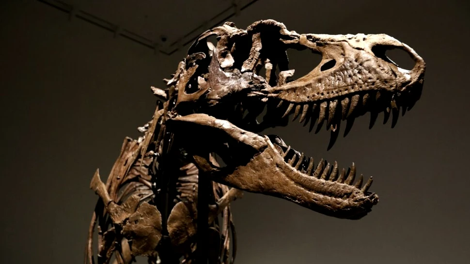 Scheletul unui dinozaur s-ar putea vinde pentru 8 milioane de dolari, iar cercetătorii sunt de-a dreptul „dezgustați”