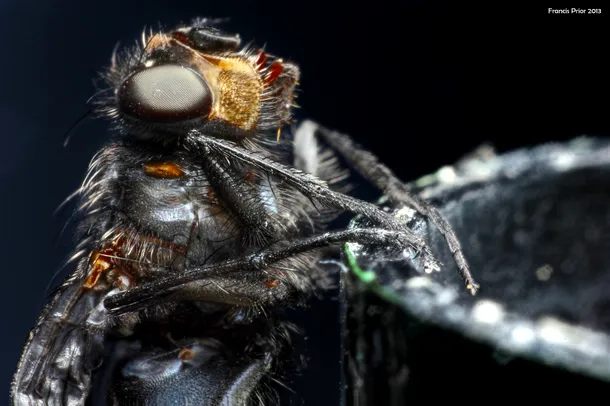 O muscă surprinsă în timp ce se deplasa pe un recipient