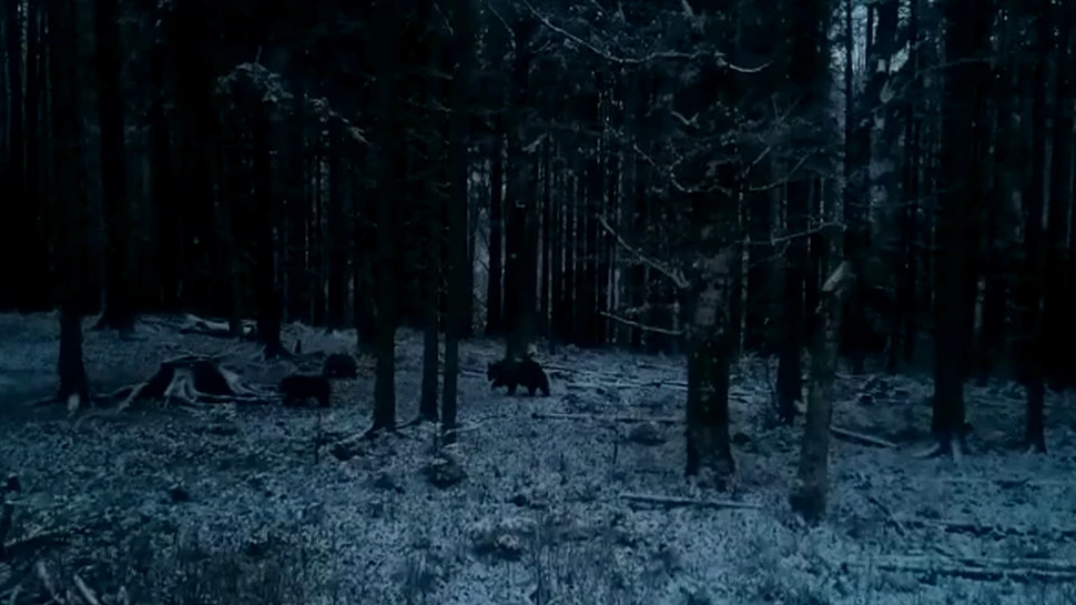 Apariţie rară într-o pădure din România, în plină perioadă de hibernare a urşilor – VIDEO