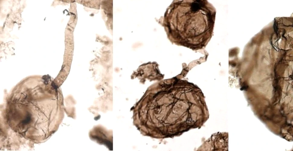 A fost descoperită cea mai veche fosilă pluricelulară