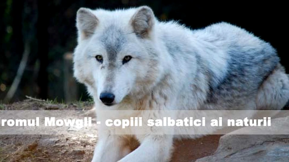 Sindromul Mowgli – copiii salbatici ai naturii