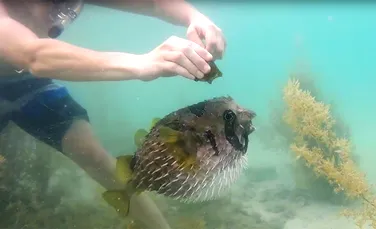 Dovada că peştii pot avea compasiune – VIDEO