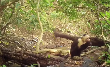 O primată a intrat în Epoca de Piatră. A învăţat să utilizeze unelte speciale pentru a ajunge la hrană – VIDEO
