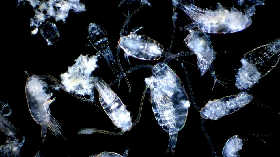 Ar putea creaturile microscopice ale oceanelor să ne arate secretele biologiei umane?