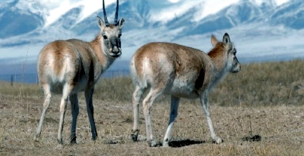 Cea mai rara antilopa din lume si-a triplat efectivele
