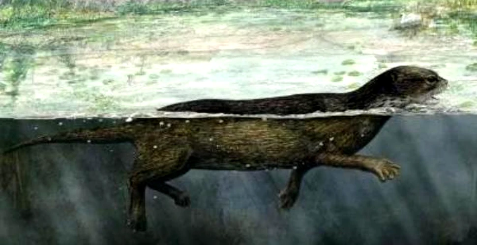 A fost descoperit scheletul fosil al unui stramos al focilor