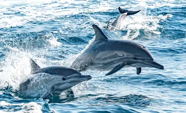 De ce carnea de delfin nu poate fi consumată de oameni?