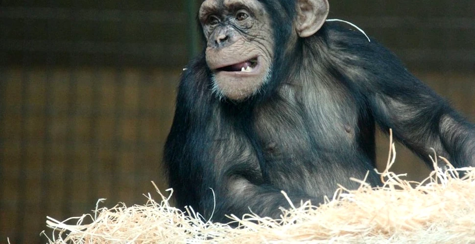 Dependent de alcool și țigări, un cimpanzeu a fost eliberat după ce 25 de ani a fost ținut legat de gât
