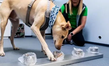 Pe aeroportul din Helsinki au fost aduși câini pentru a depista persoanele infectate cu COVID-19