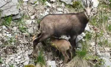 Imagini inedite cu un ieduț de capră neagră, surprins la alăptat în Parcul Natural Bucegi