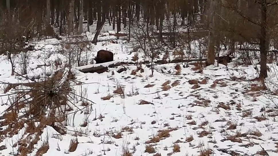 Zimbru surprins în timp ce face exerciții de stretching într-o pădure din Parcul Natural Vânători Neamț
