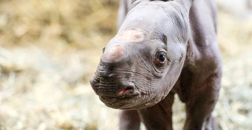 Un pui de rinocer negru s-a născut într-o grădină zoologică în Ajunul Crăciunului