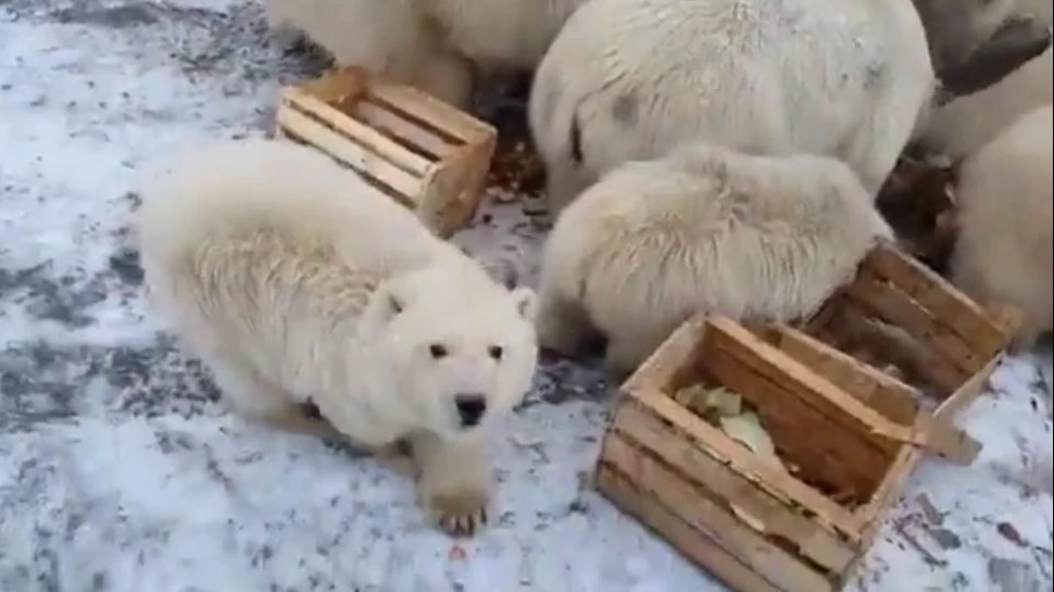 Un sat din Rusia arctică, invadat de peste 50 de urşi. Fenomenul care a generat această situaţie