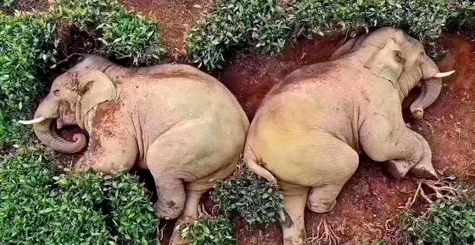 Plecaţi după mâncare, doi elefanţi s-au îmbătat şi au adormit după ce au băut 30 de litri de alcool
