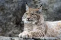 Scoția vrea să reintroducă râsul în sălbăticie pentru refacerea ecosistemelor