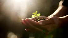 Oamenii de știință au descoperit că plantele „țipă” atunci când sunt stresate