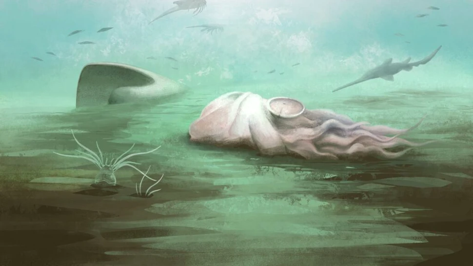 Fosila „celei mai bătrâne caracatițe” nu este deloc o caracatiță, dezvăluie scanările