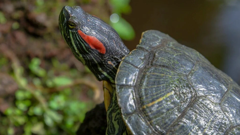 Cercetătorii au aflat cum determină temperatura sexul țestoaselor