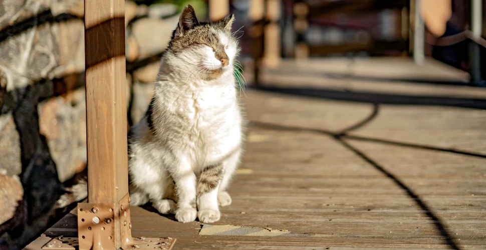 Cele șapte trăsături de personalitate ale pisicilor