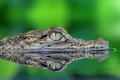 Test de cultură generală. Care este diferența dintre crocodil și aligator?