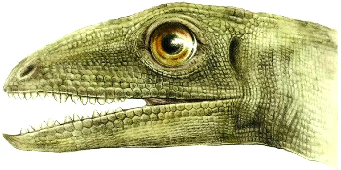 Premieră paleontologică. Insecte din Triasic, descoperite în excremente de dinozaur pentru prima oară