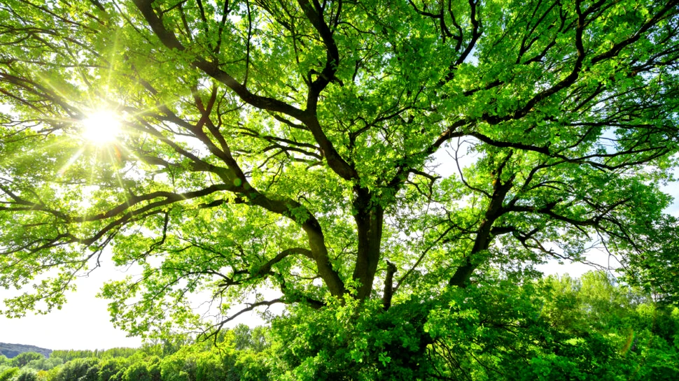 Copacii se chinuie „să respire” și să stocheze CO2 pe măsură ce clima se încălzește