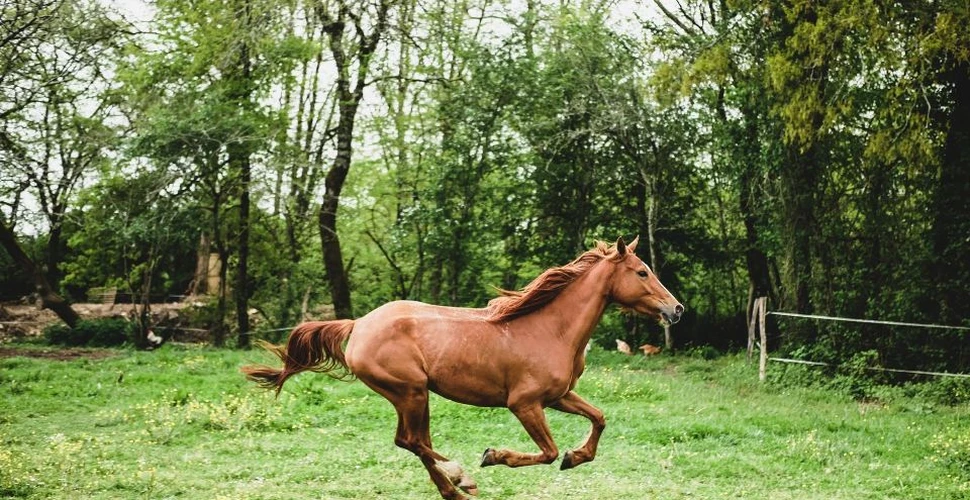 Ce paşi trebuie să urmezi ca să câştigi încrederea unui cal