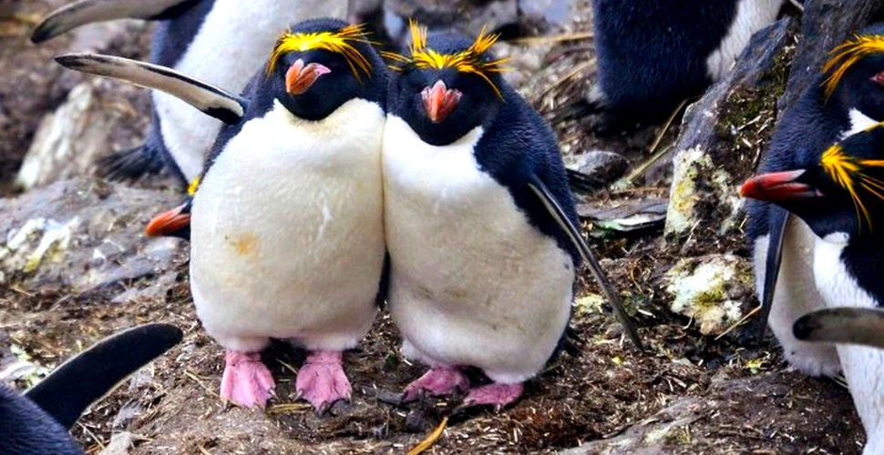 Oamenii de ştiinţă au nevoie de ajutorul nostru. Priveşte fotografiile acestor pinguini adorabili şi susţine un proiect de  cercetare – FOTO