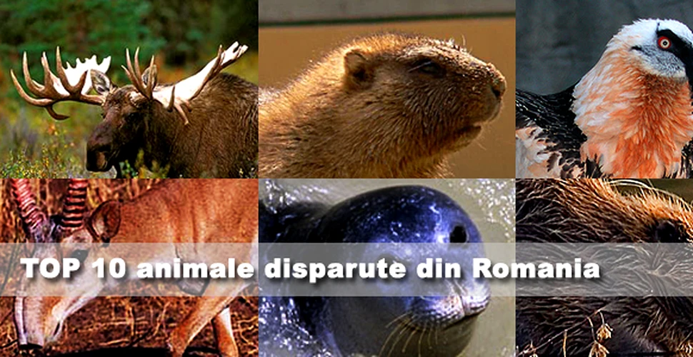 TOP 10 cele mai importante animale disparute din Romania