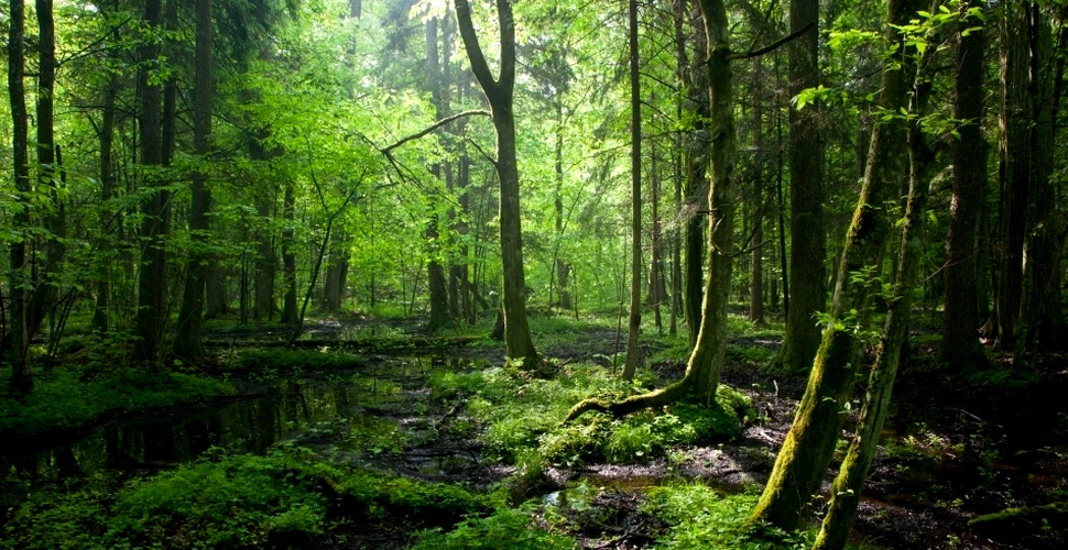 Sunetele înregistrate în pădurile virgine din România
