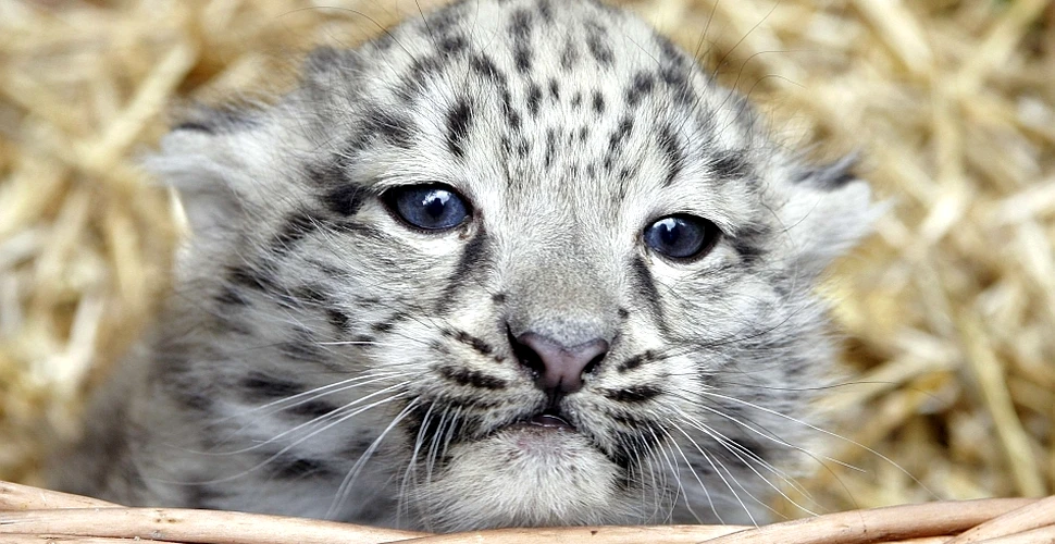 Au fost surprinse primele imagini cu o femelă de leopard de zăpadă alături de puiul său (VIDEO)