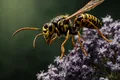 A fost descoperită o nouă specie de viespe necunoscută până acum