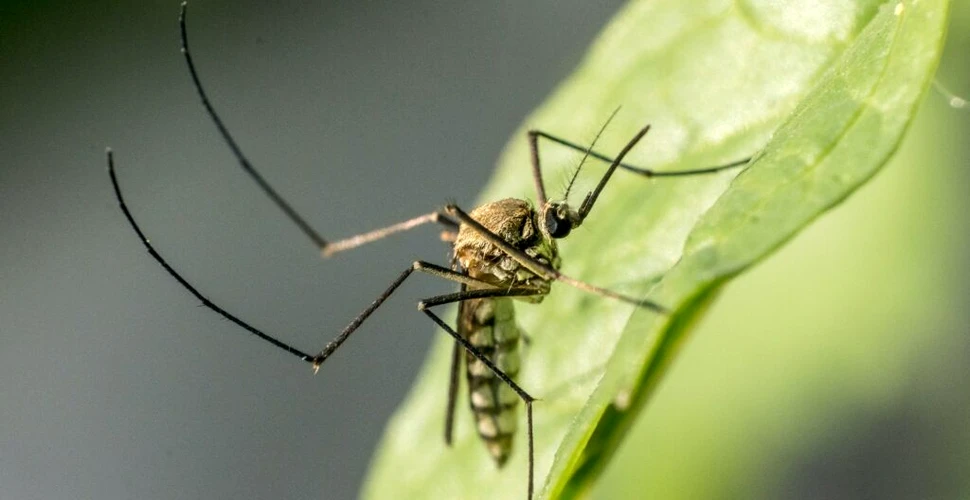 Un studiu a examinat bacteriile de pe țânțari. Ce a aflat?