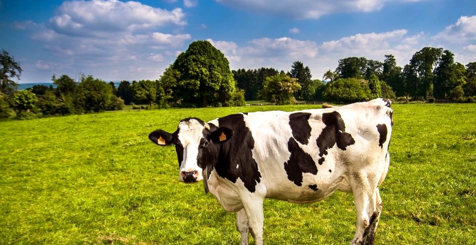 Cum ar putea vacile să salveze planeta de la dezastru
