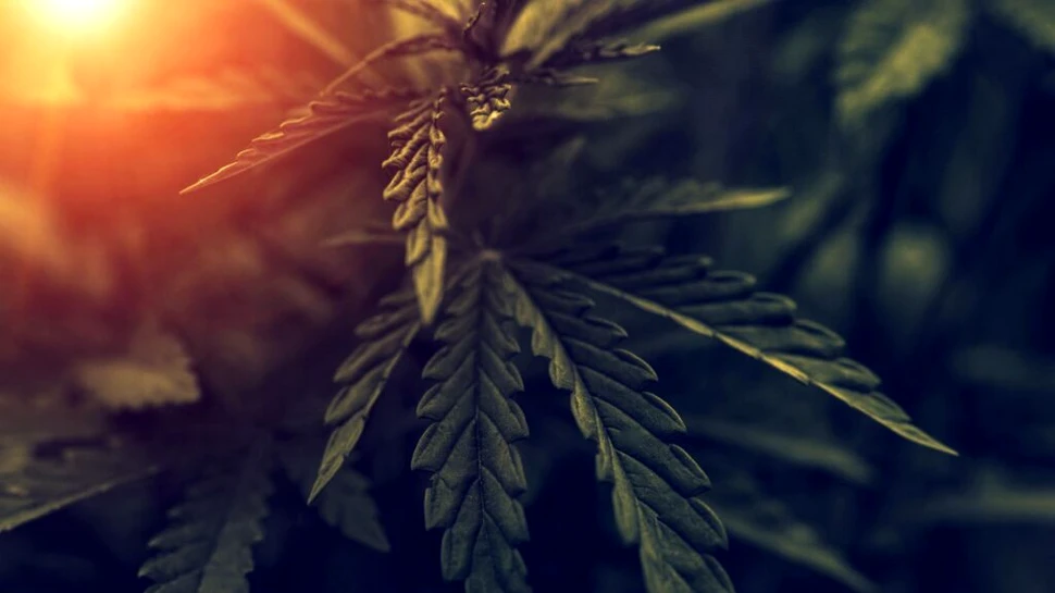 De ce canabisul îți face creierul să „uite” să salveze informația?