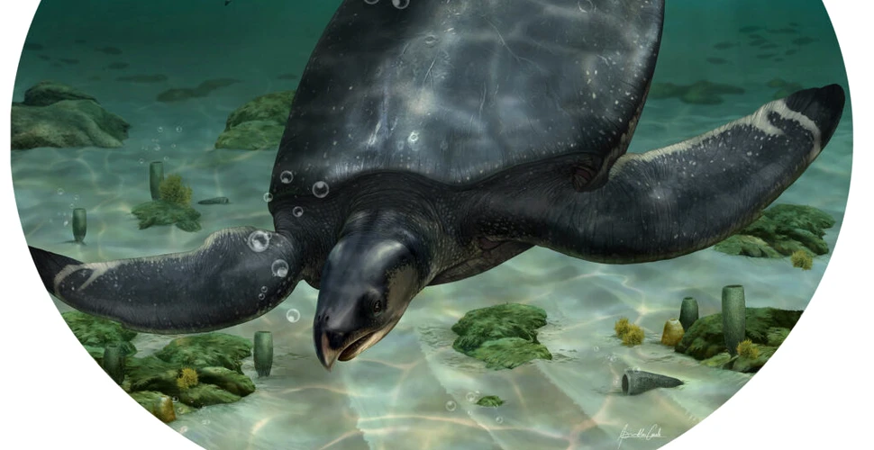 O fosilă ar putea fi cea mai mare broască țestoasă marină care a trăit vreodată pe Terra